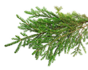 Fir branches isolated on transparent without shadow. PNG