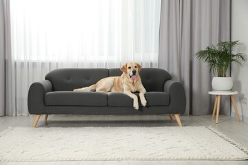 Poster - Cute Labrador Retriever on sofa in living room