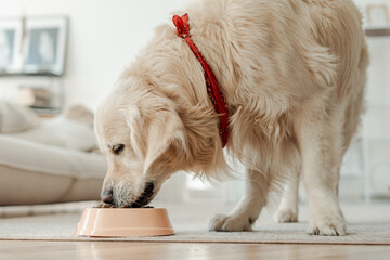 Wall Mural - Portrait of golden retriever dog eating healthy dry food from bowl at home. Dog feeding concept 