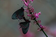 Two Butterflies Mating On Purple Flowers