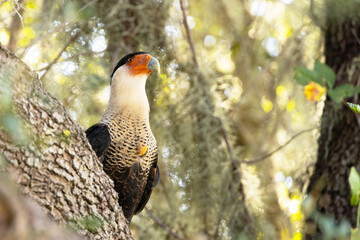 Wall Mural - A gorgeous crested caracara (Caracara cheriway) looking up after feeding on carrion near a road in eastern Sarasota County, Florida