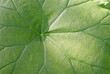© Kent - blatt closeup