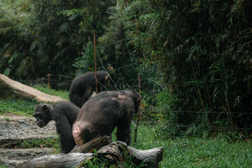 Wall Mural - The chimpanzee family in a rainy forest