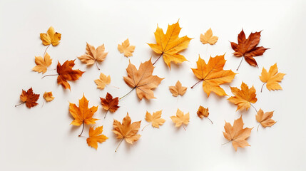 Colorful maple leaves, top view, beautiful autumn leaves on white backdrop, minimal style autumn background.