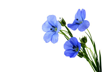 Wall Mural - Flax (linseed) flower over isolated on white background