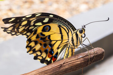 Close up of yellow butterfly