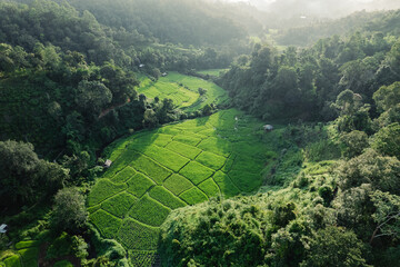 Poster - Rice terraces in the forest at a rural village