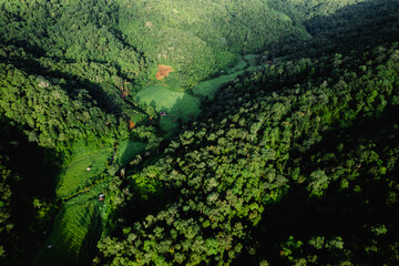 Poster - High angle forest and green trees