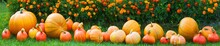 Panoramic View Of Crop Of Fresh Organic Orange Pumpkins On Green Lawn Near Flower Bed Of Bright Marigolds In Kitchen Garden On Sunny Autumn Day. Happy Thanksgiving Concept. Garden Seasonal Works