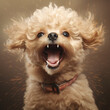 © yod67 - Image of An adorable poodle with a cheerful temperament. Pet. Animals. Illustration, Generative AI.