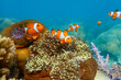 Cute anemone fish playing on the coral reef. Beautiful color clownfish on coral reefs.
