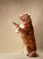 Wall Mural - Cute red dog on a beige background. Nova Scotia duck tolling retriever sits on its hind legs. Pet in the studio