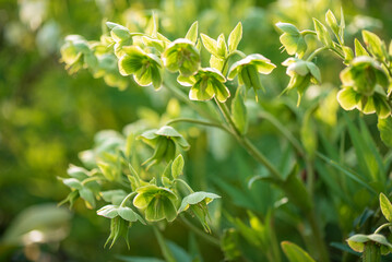 green hellebore flowers in the garden