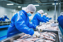 Fish Processing Plant. Production Line. People Sort The Fish Moving Along The Conveyor. Sorting And Preparation Of Fish. Production Of Canned Fish. Modern Food Industry.