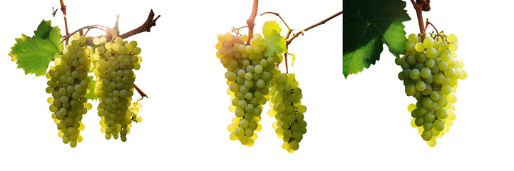 Poster - Green unripe grapes in a vineyard garden with a transparent background on a sunny summer day with metal and space for copying