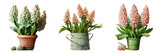 Delicate green petals on hyacinth buds in clay pot transparent background