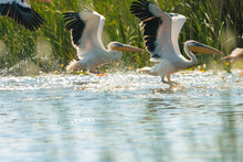 Photo Of Flying Pelicans Over A Serene Body Of Water In The Beautiful Danube Delta Danube Delta Birds Wild Life