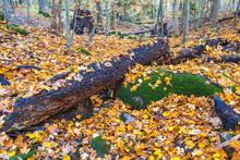 Tree Log With Autumn Leaves In The Woodland