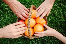 Hands Of Family Touching Tomatoes In Wicket Basket On Grass