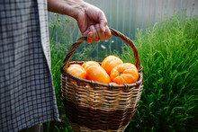 Man Carrying Basket Of Tomatoes In Garden