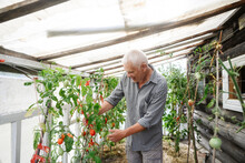 Senior Man Picking Red Pepper From Plants In Greenhouse
