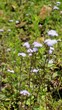 © Albin - Portrait Flowers of Ageratum conyzoides also known as Tropical whiteweed, Billygoat plant, Goatweed, Bluebonnet, Bluetop, White Cap, Chick weed