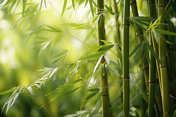  A green bamboo forest
