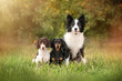 three dogs in nature, a beautiful portrait of pets, border collie and dachshund friends