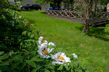 Summer in a landscape park...Trees and bushes in green clothes.