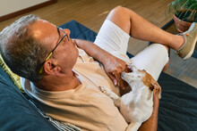 Jack Russell Terrier Puppy Sitting On The Lap Of Middle-aged Man And Biting His Hand. Funny Small White And Brown Dog Spending Time With Owner At Home. Dog Education.