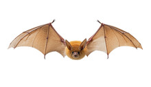 Brown Bat Isolated On Transparent Background Cutout