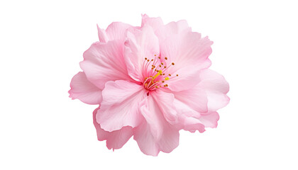 Wall Mural - pink rose isolated on transparent background cutout