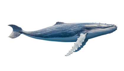 Wall Mural - blue whale isolated on transparent background cutout