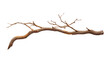 © Papugrat - branch isolated on transparent background cutout