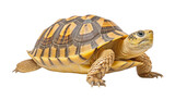 Fototapeta Konie - turtle isolated on transparent background cutout