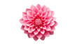 © Papugrat - pink flower isolated on transparent background cutout