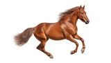 Fototapeta Konie - horse isolated on transparent background cutout