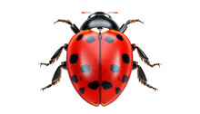 Ladybug Isolated On Transparent Background Cutout
