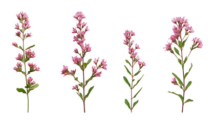 Sticker - pink flowers stem isolated on transparent background cutout