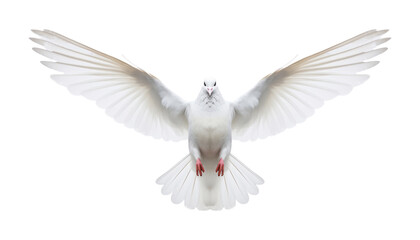 white dove flying isolated on transparent background cutout