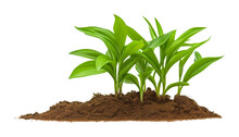 Plant In Soil Isolated On Transparent Background Cutout