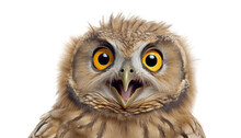 Great Owl Isolated On Transparent Background Cutout