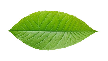 green leaf isolated on transparent background cutout