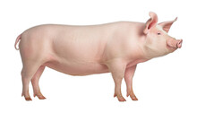 Pig Isolated On Transparent Background Cutout
