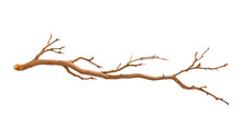 Branch Isolated On Transparent Background Cutout
