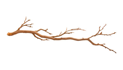 branch isolated on transparent background cutout