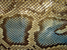 Genuine Python Skin, Snakes With Natural Animalistic Pattern, Print. Texture Of Natural Leather.