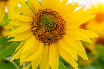 Bee on sunfloewr. Blooming, Sunflower oil improves skin health and promote cell regeneration. Organic and natural flower background.