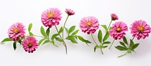 White Isolated Pink Zinnia Bloom Isolated Pastel Background Copy Space