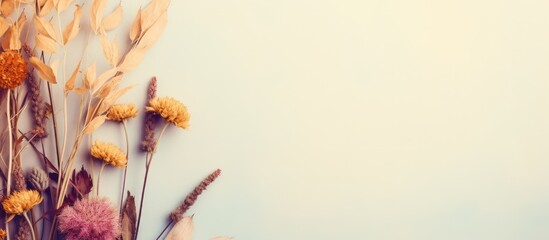 Top view of a dried meadow flower against a isolated pastel background Copy space